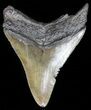 Serrated, Fossil Megalodon Tooth - South Carolina #52975-1
